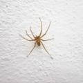 🕷️ Araña de Rincón en Chile: cómo identificarla, prevenirla y controlarla de forma segura