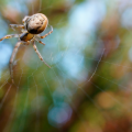 🕷️ Cómo combatir arañas e insectos domésticos en Chile: guía práctica y ecológica